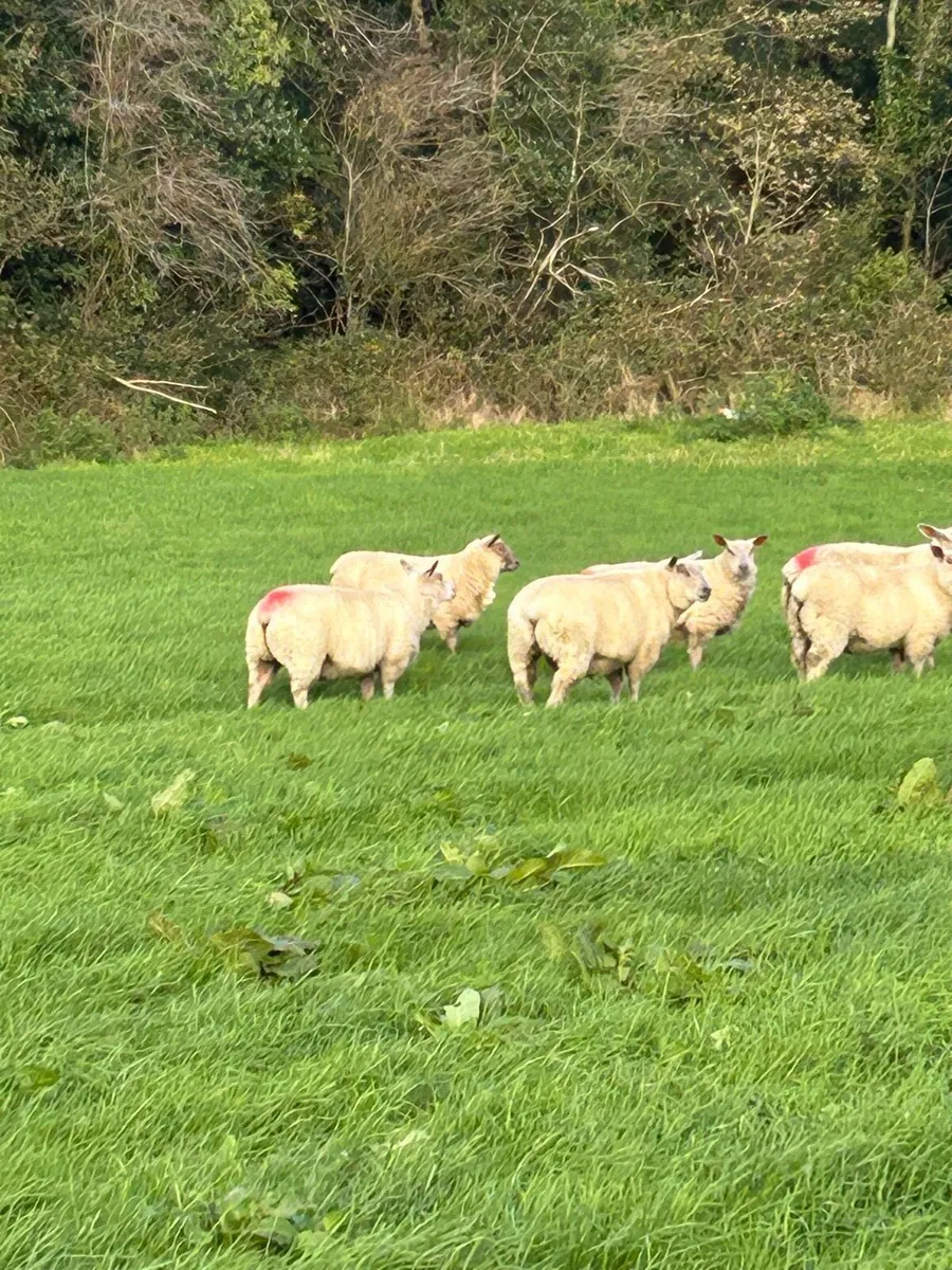 3 year old Pedigree Rouge Ram - Image 2