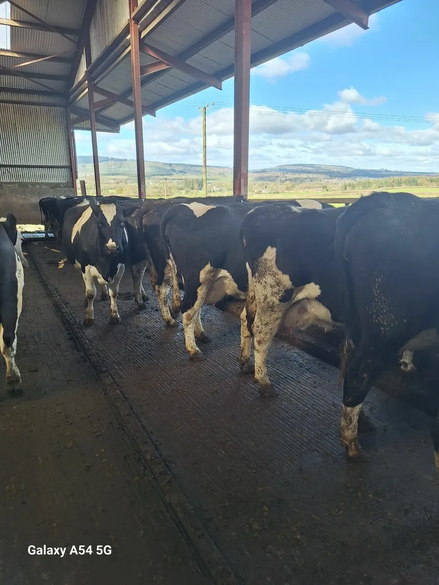 Dairy cows not incalf