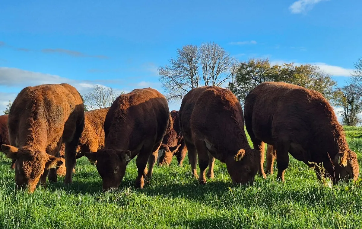 LM WEANLING BULL - Tuam Mart 27th Oct - Image 1
