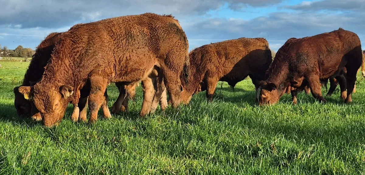 LM WEANLING BULL - Tuam Mart 27th Oct - Image 2