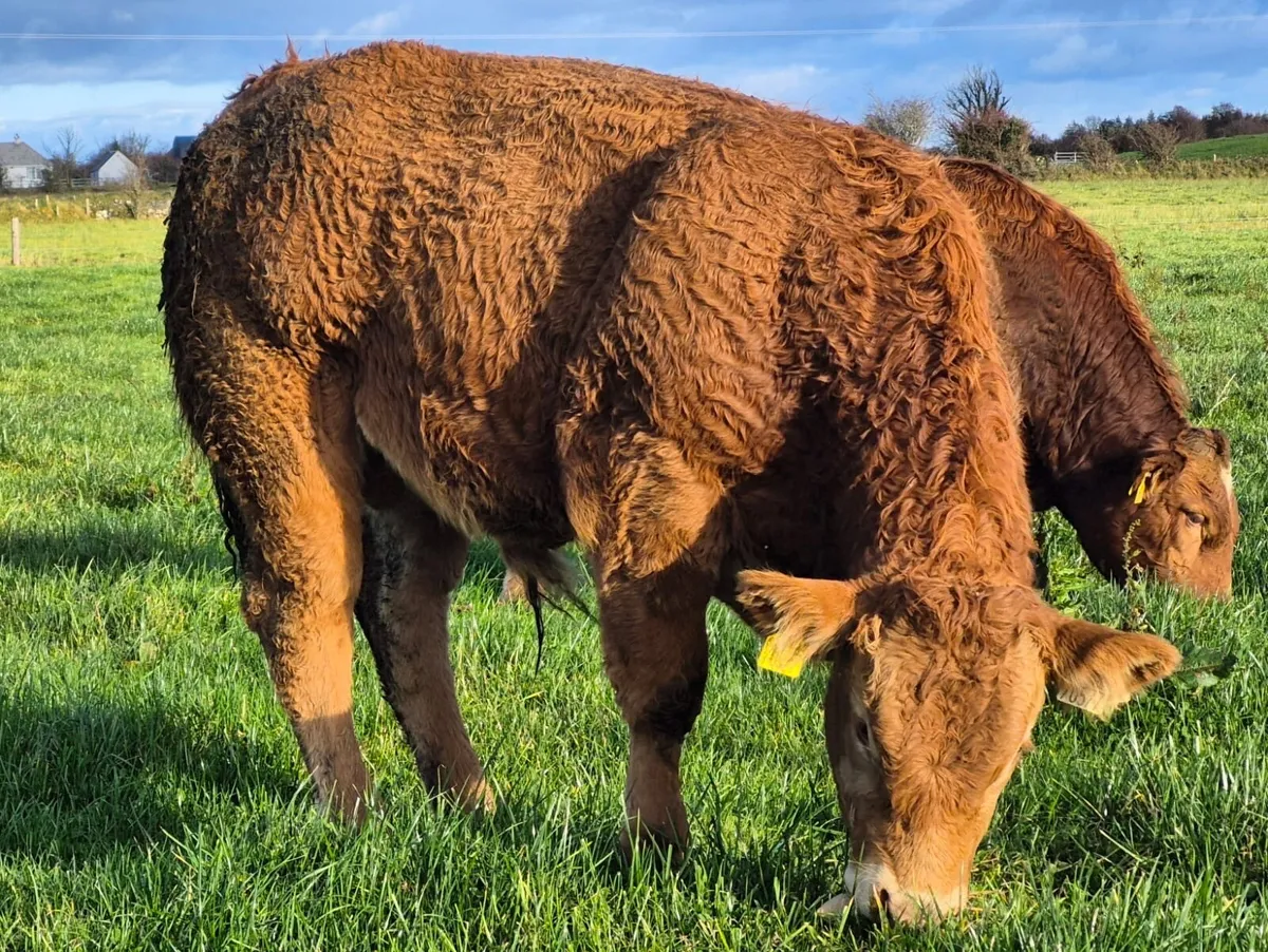 LM WEANLING BULL - Tuam Mart 27th Oct - Image 3