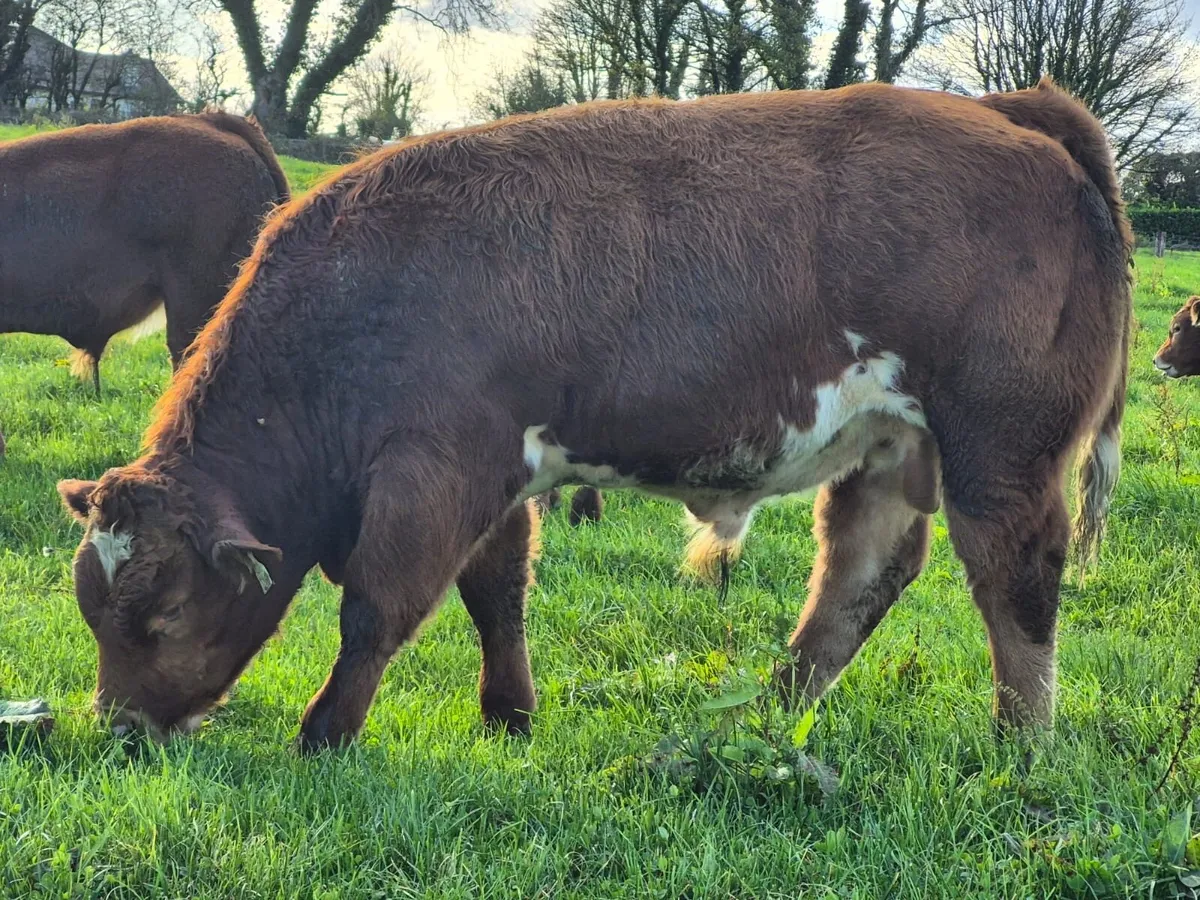 LM WEANLING BULL - Tuam Mart 27th Oct - Image 4