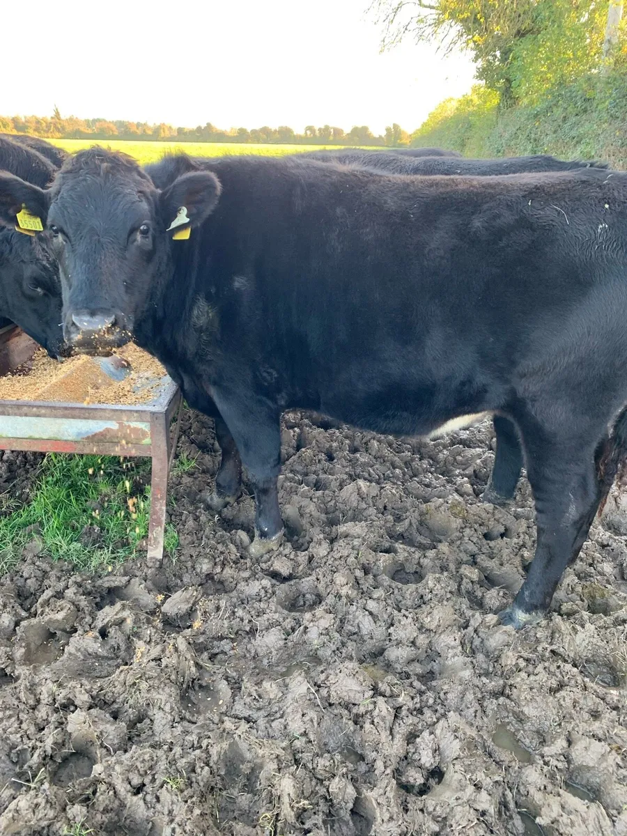 Wagoo cattle - Image 1