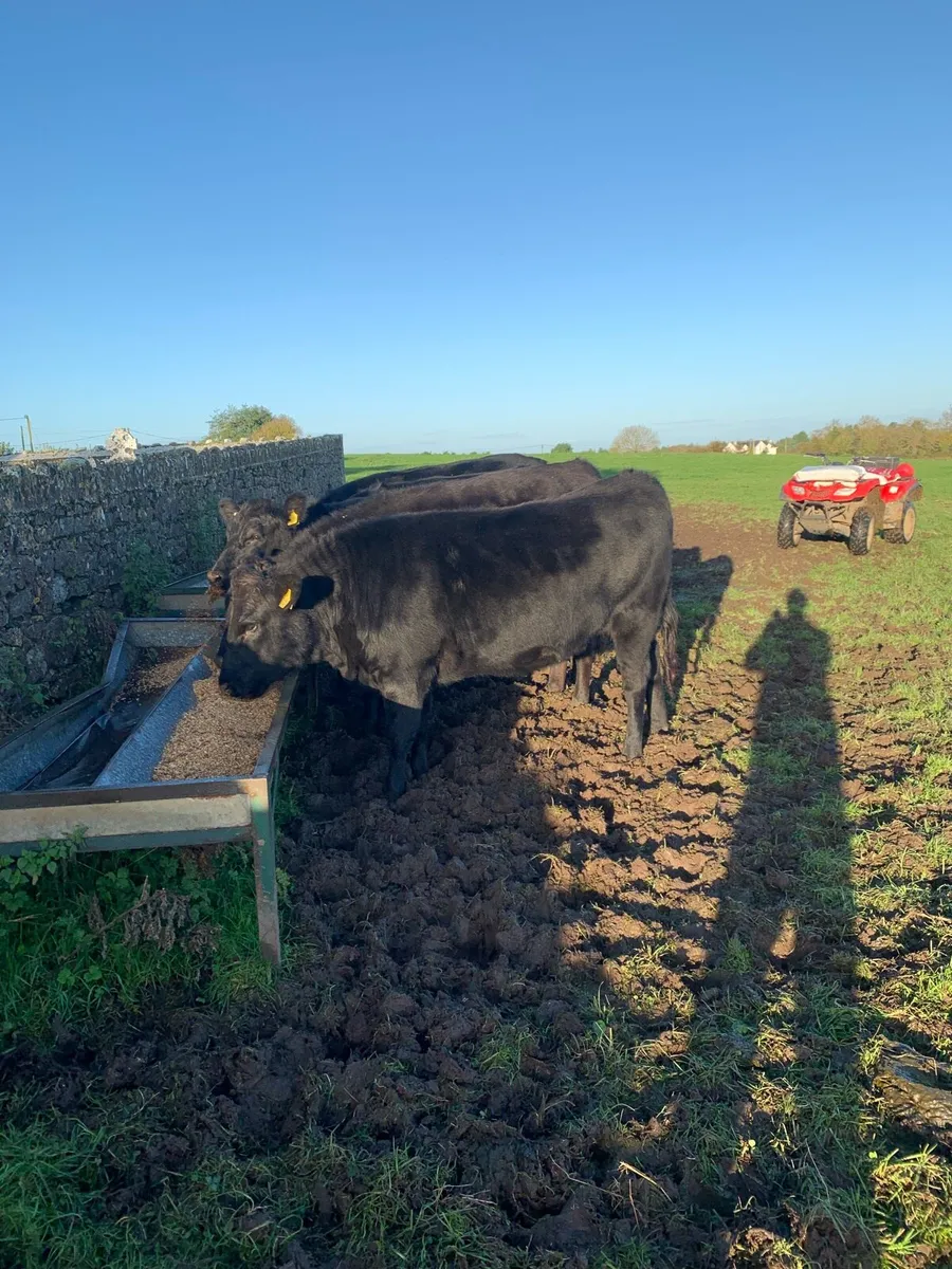 Wagoo cattle - Image 2
