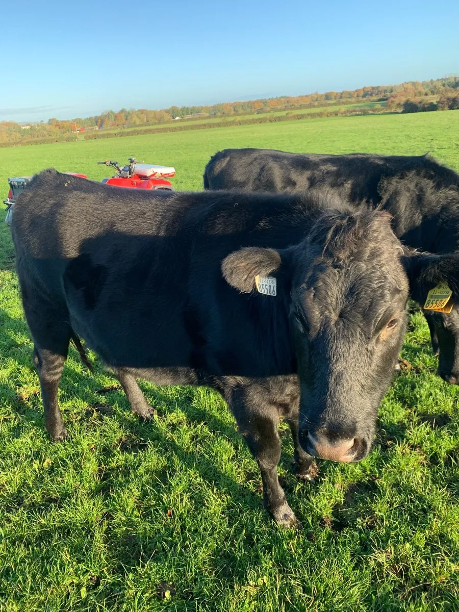 Wagoo cattle - Image 3