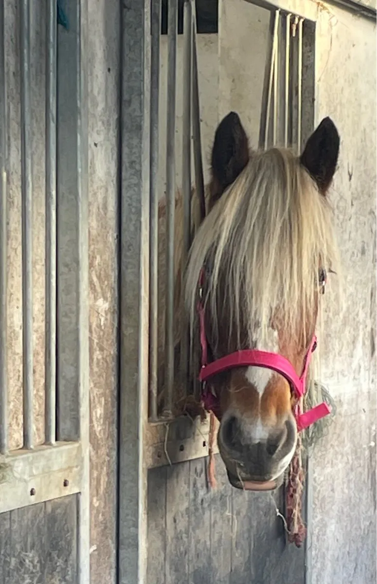 Beautiful Strawberry Roan Cob - Image 3