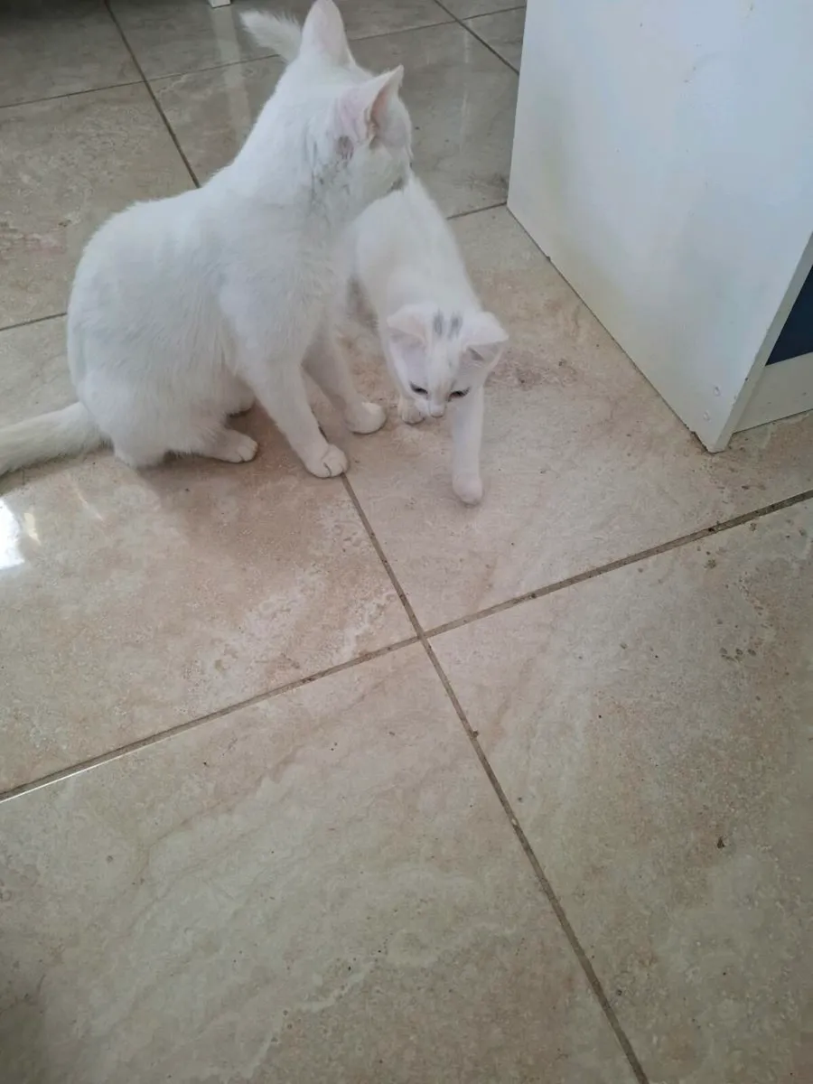 Beautiful kittens - Image 1