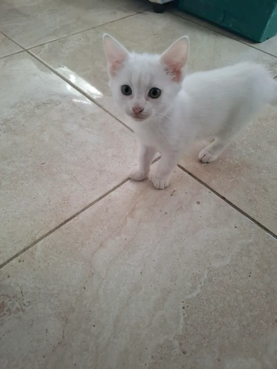 Beautiful kittens - Image 3