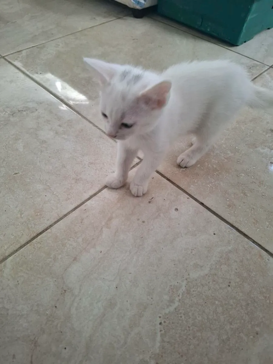 Beautiful kittens - Image 4