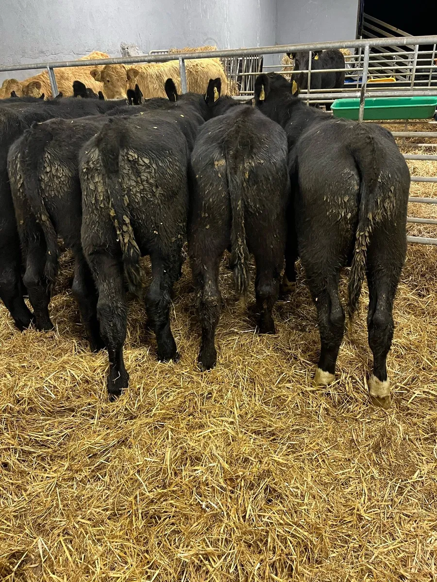 AA BULL - Image 1