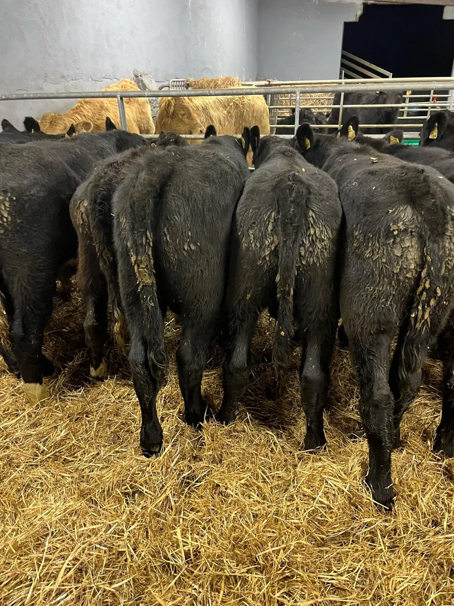 AA BULL - Image 2