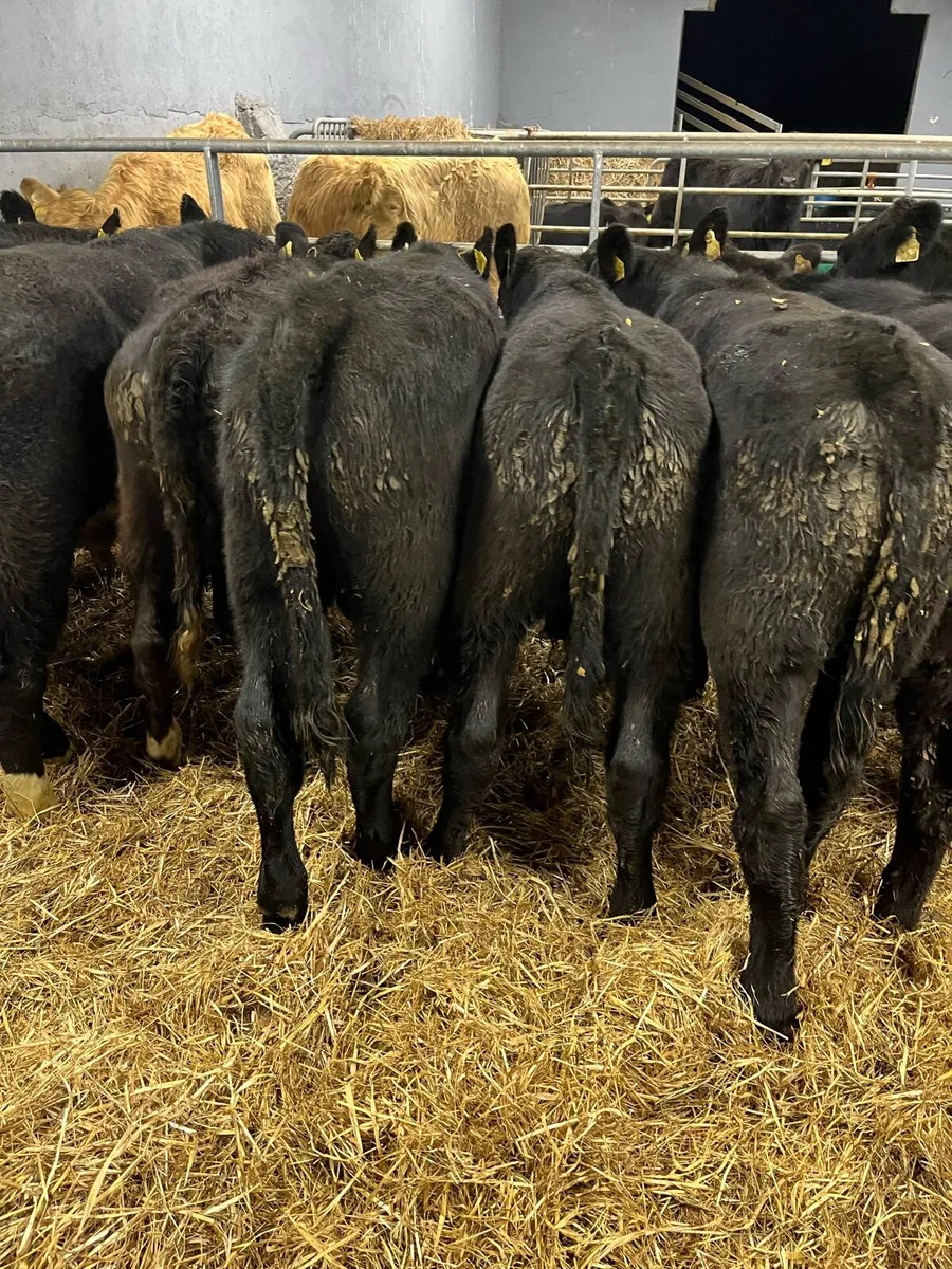 AA BULL - Image 3