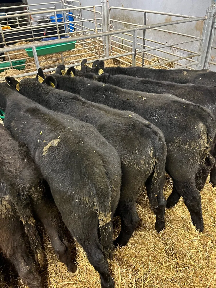 AA BULL - Image 4
