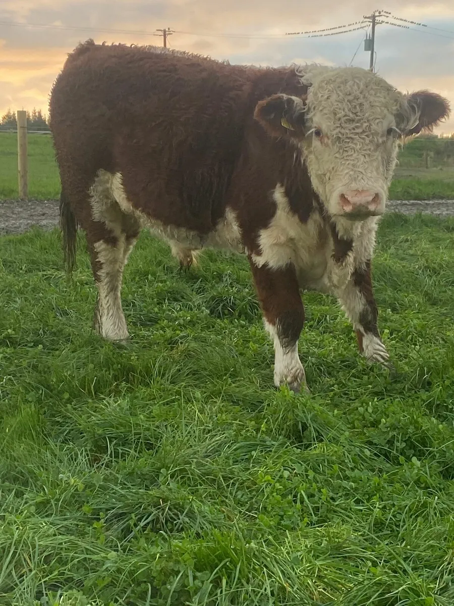 Bull