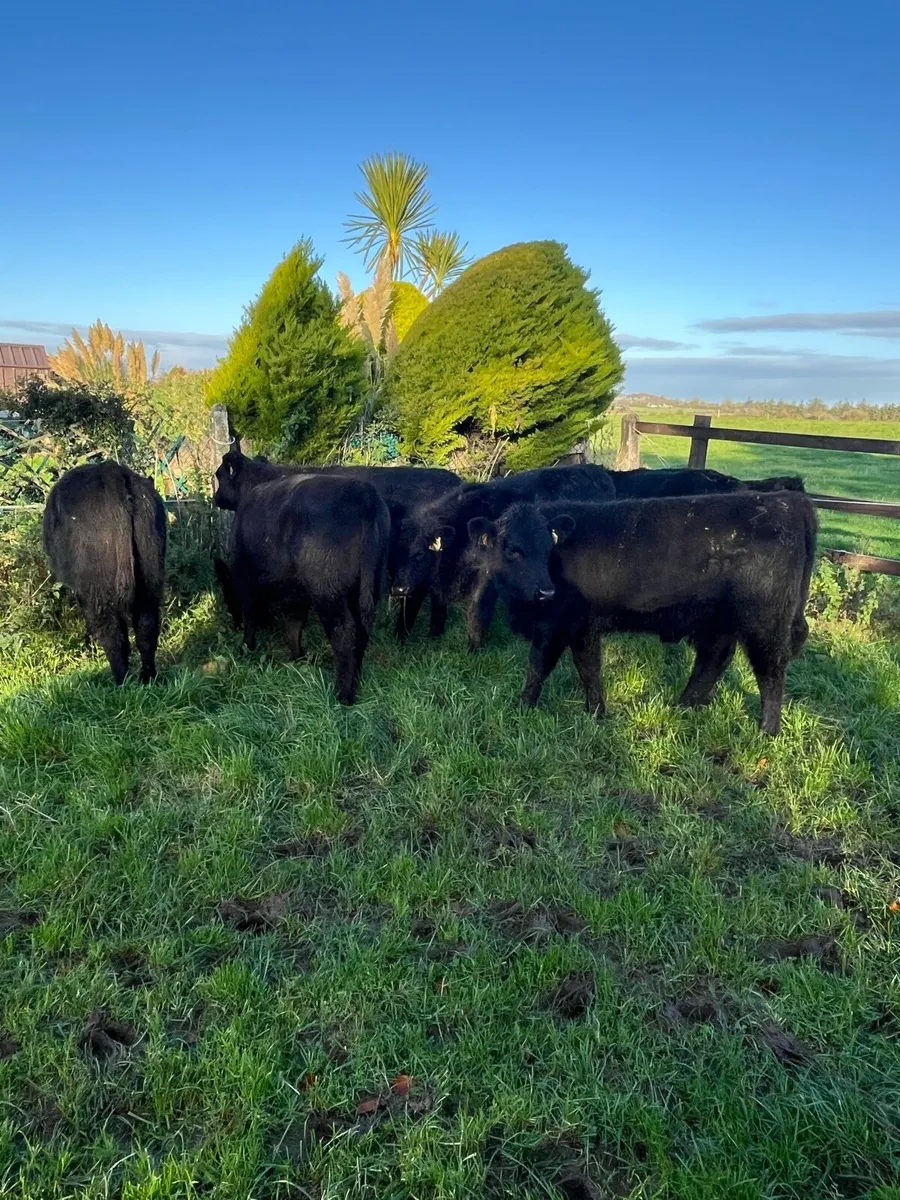 7 suckler bred Angus heifers 230kg - Image 1