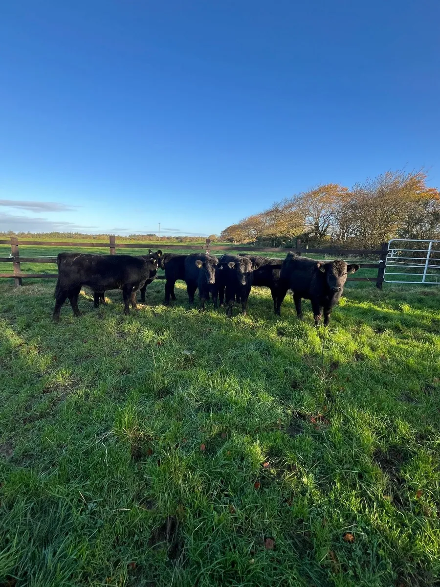 7 suckler bred Angus heifers 230kg - Image 2