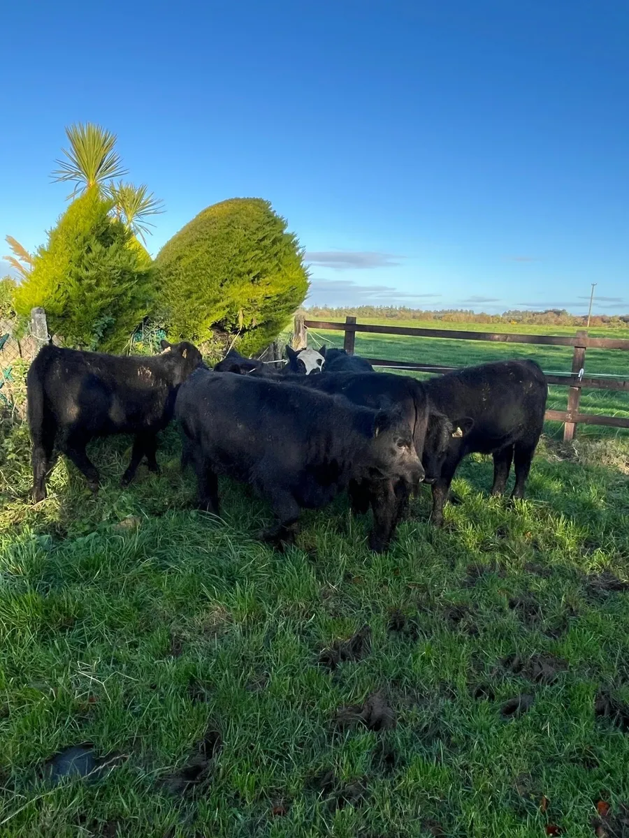 7 suckler bred Angus heifers 230kg - Image 3