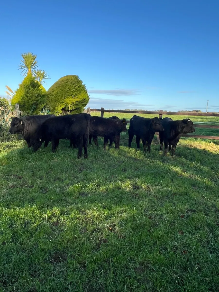 7 suckler bred Angus heifers 230kg - Image 4