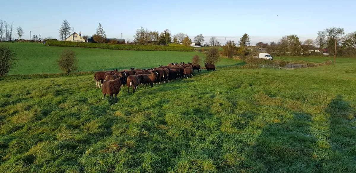 Ram lambs - Image 1