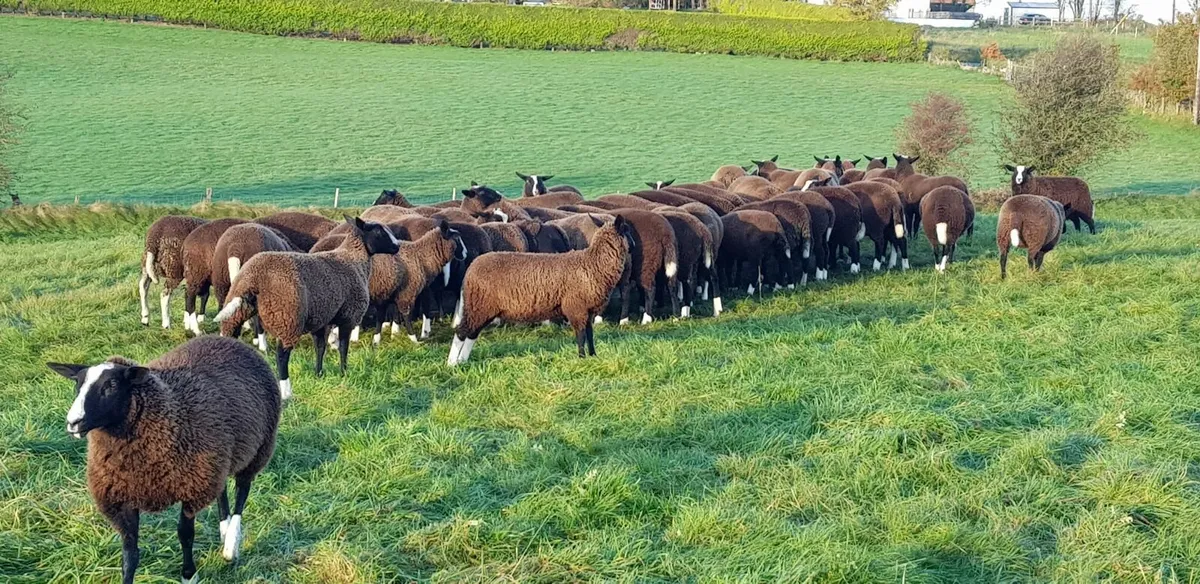 Ram lambs - Image 2