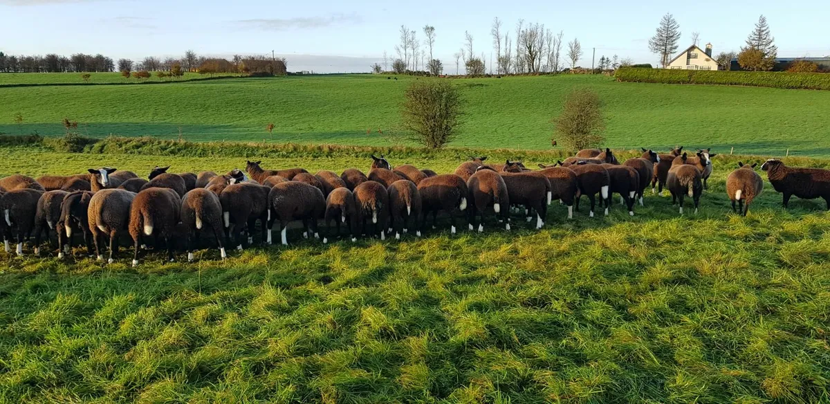 Ram lambs - Image 3