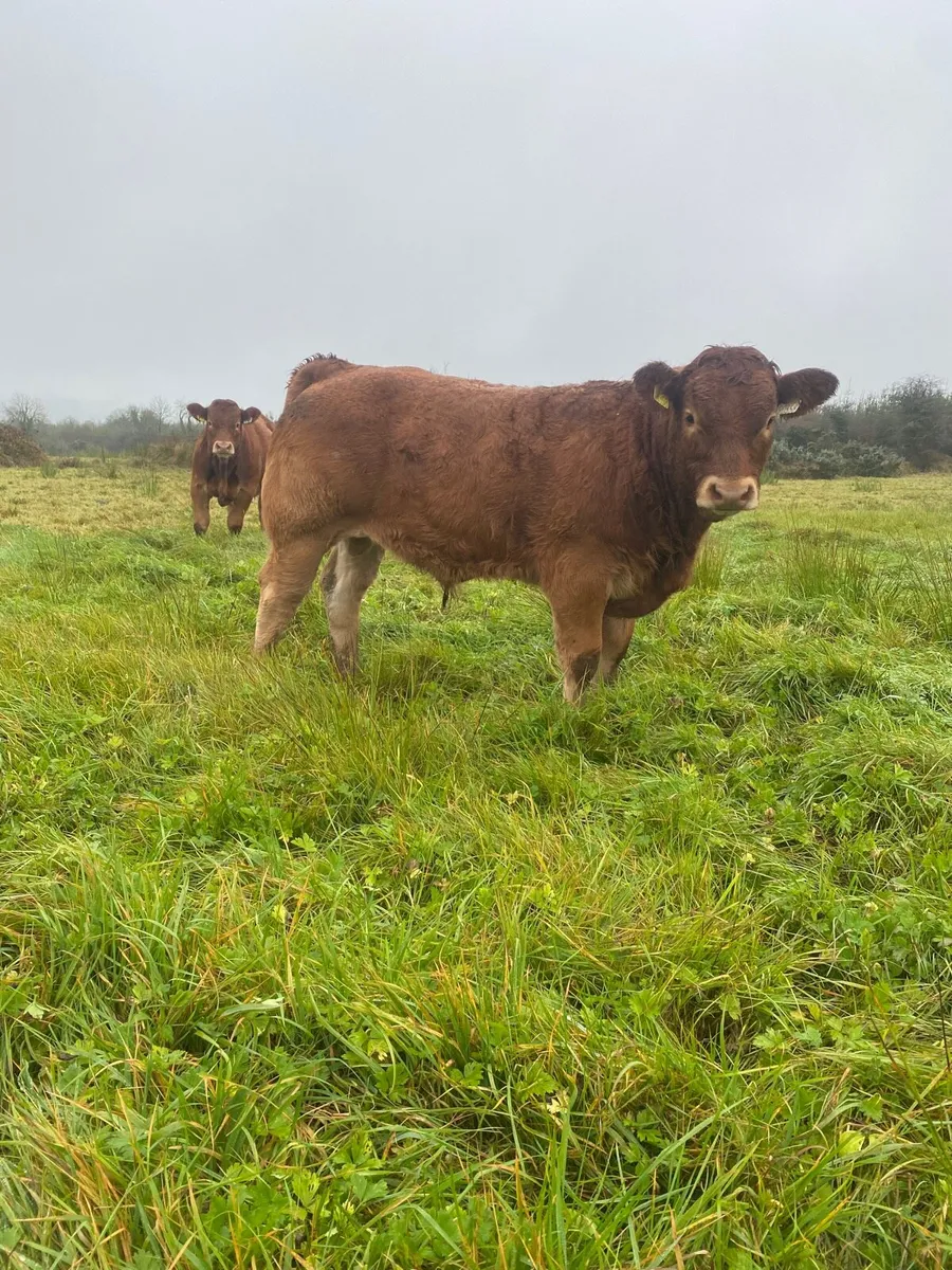 Weanlings - Image 1