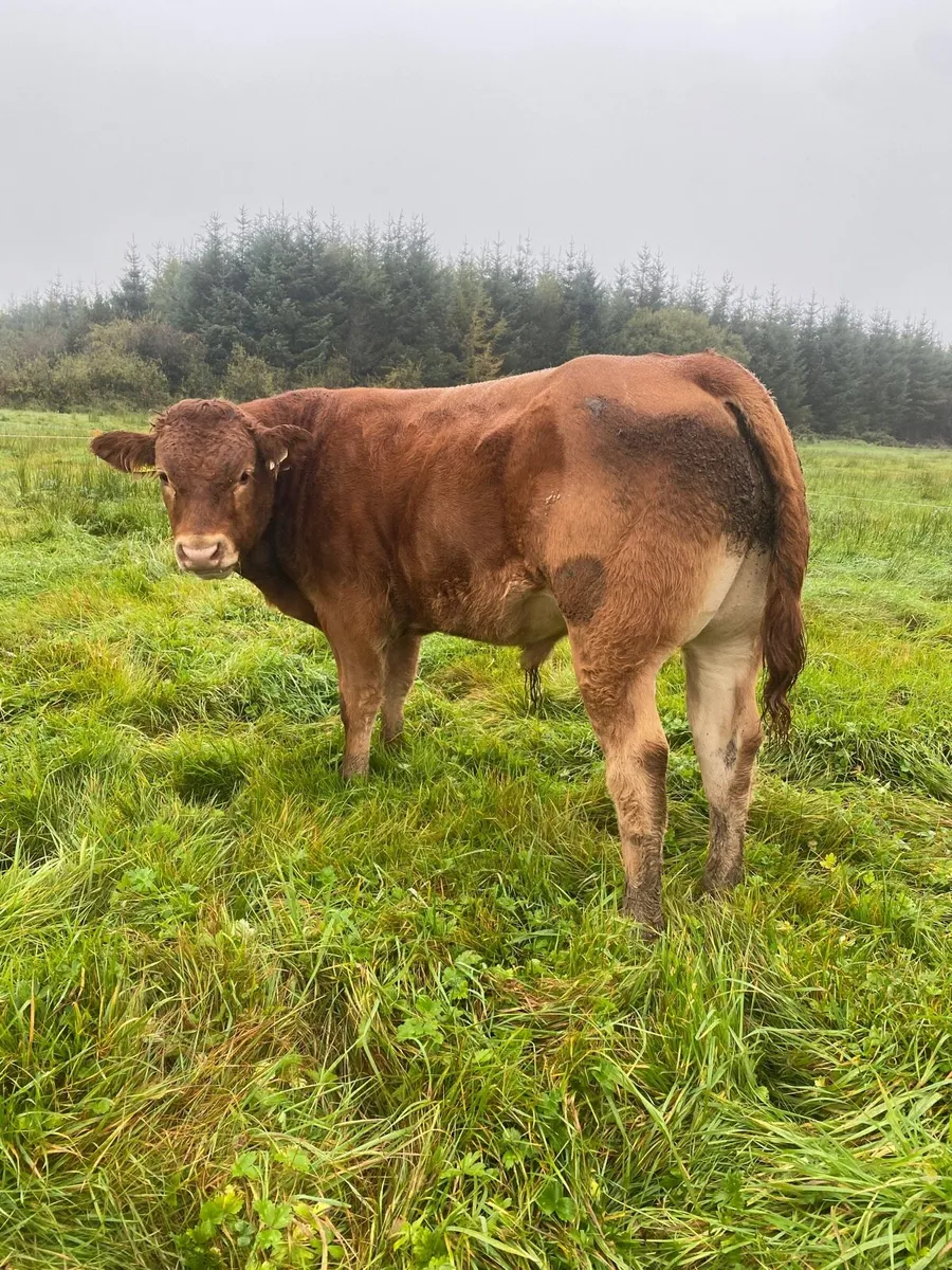 Weanlings - Image 2