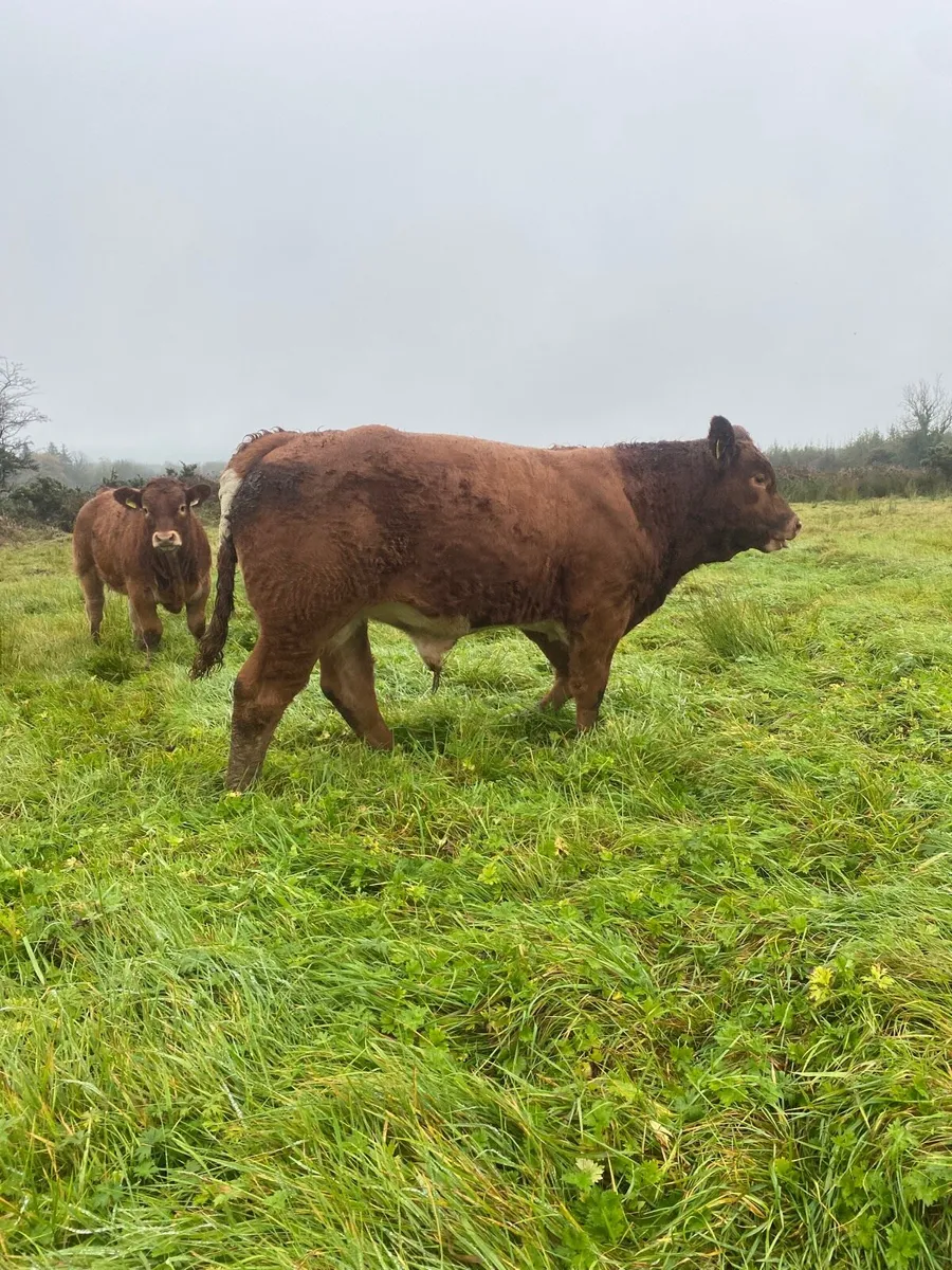 Weanlings - Image 4