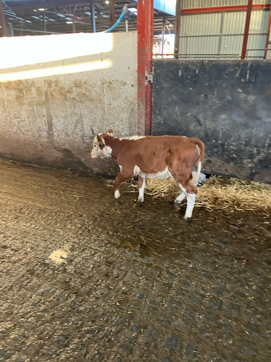 Lovely red whitehead heifer - Image 1