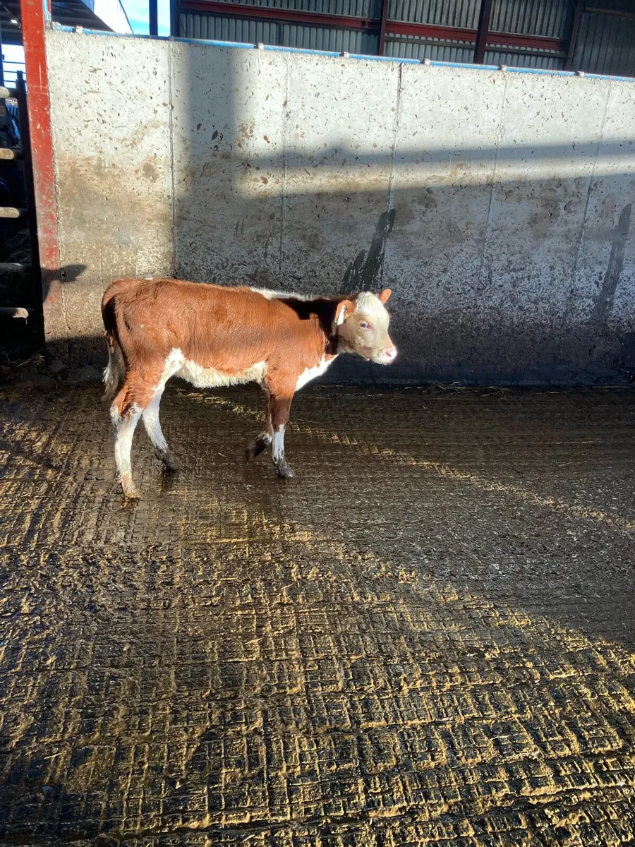 Lovely red whitehead heifer - Image 2
