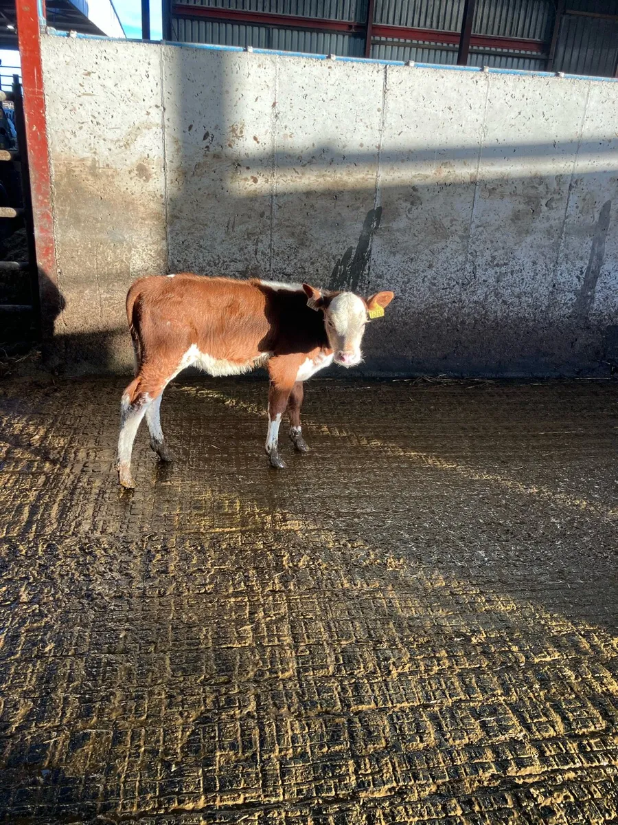 Lovely red whitehead heifer - Image 3