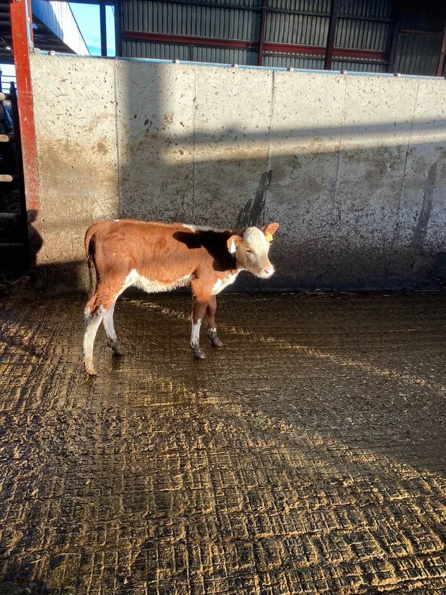 Lovely red whitehead heifer - Image 4