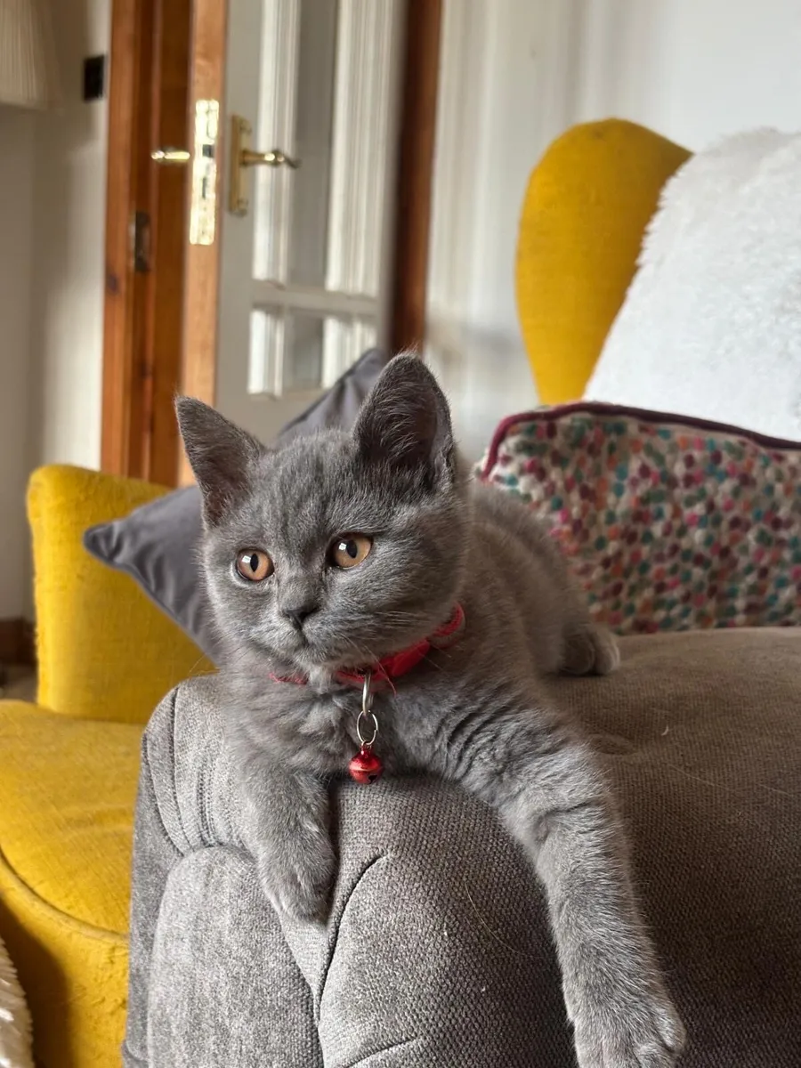 British Shorthair - Image 1