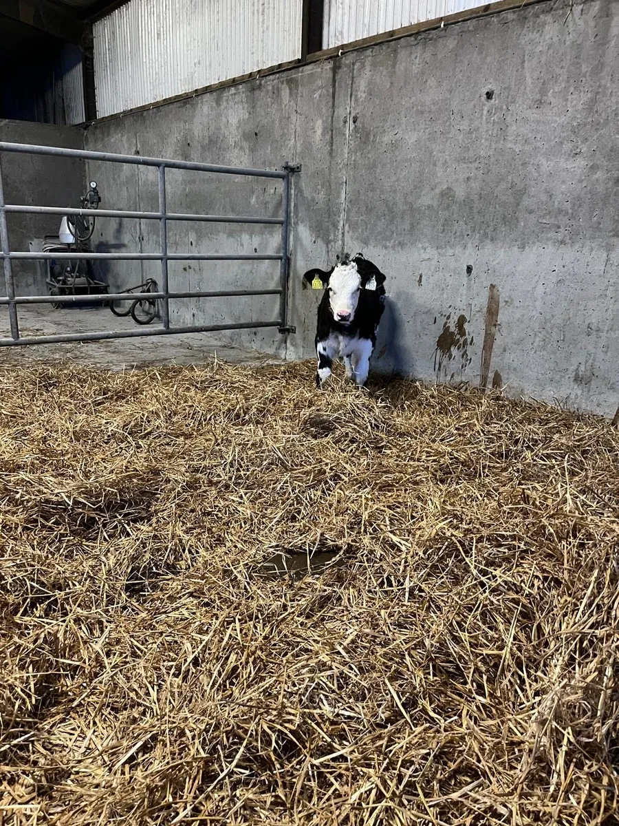 Simmental X Cow and calf - Image 2