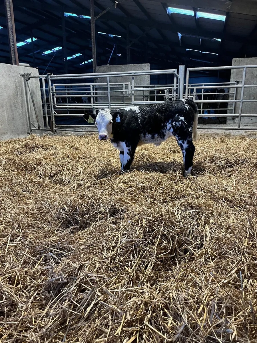 Simmental X Cow and calf - Image 3