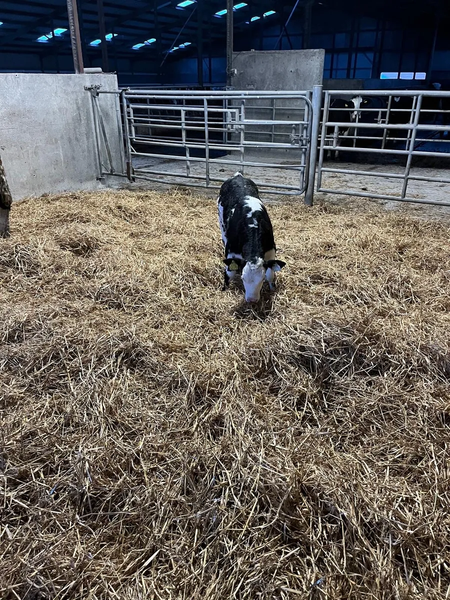 Simmental X Cow and calf - Image 4