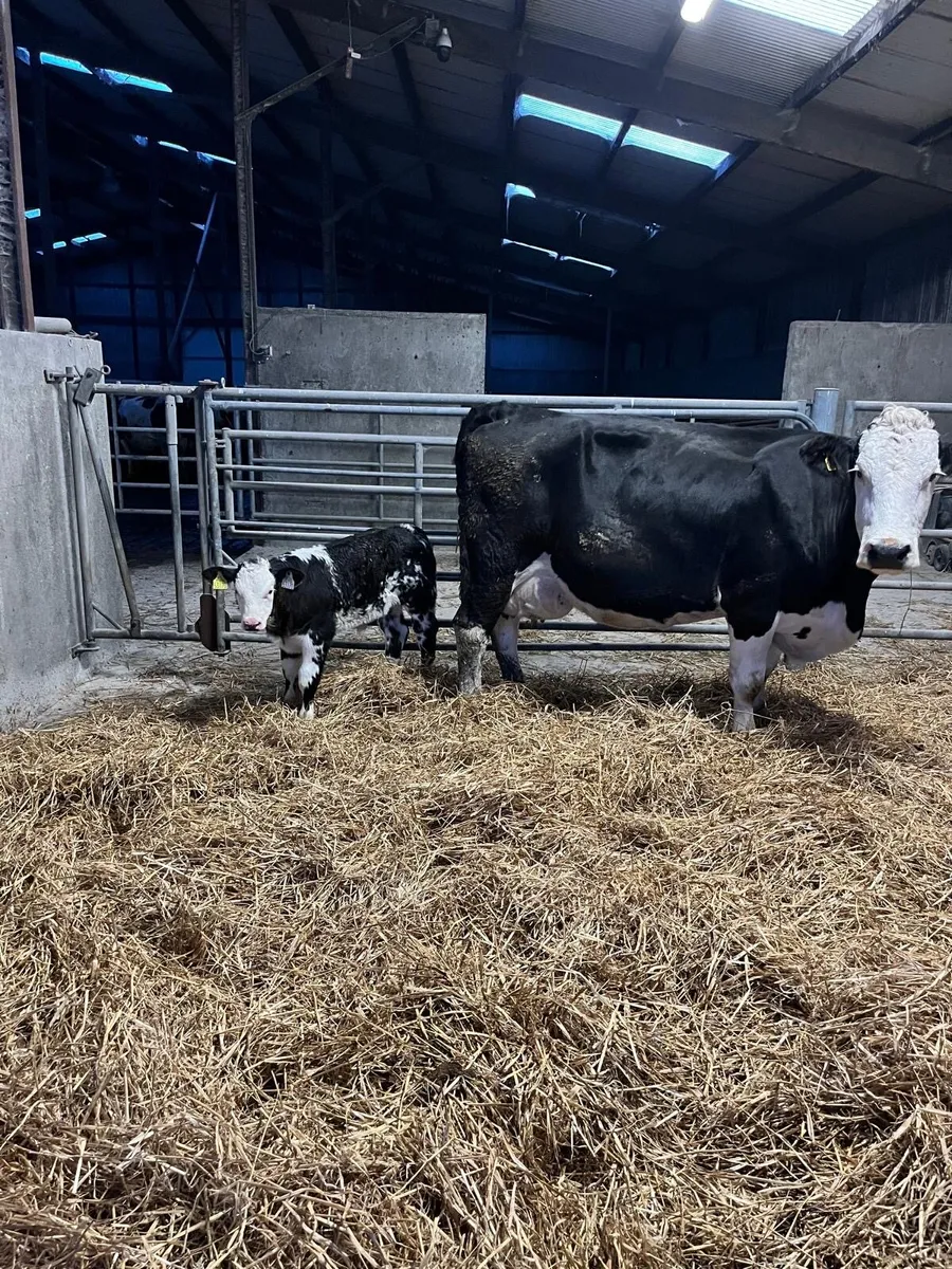 Simmental X Cow and calf - Image 1