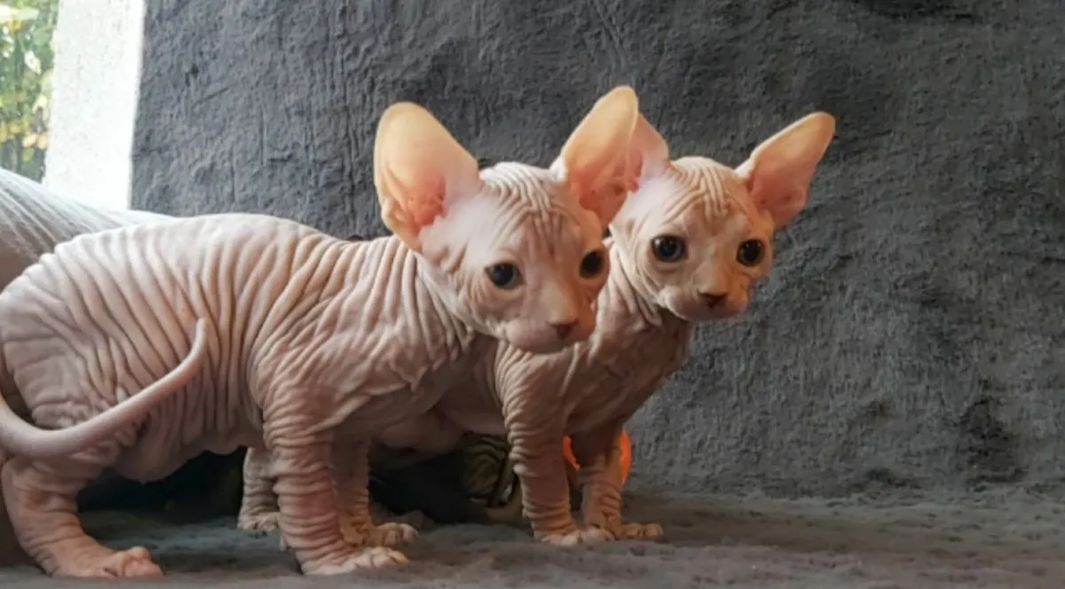 Sphynx Sphinx kittens cat( can deliver) - Image 3