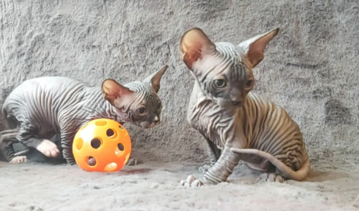 Sphynx Sphinx kittens cat( can deliver) - Image 4