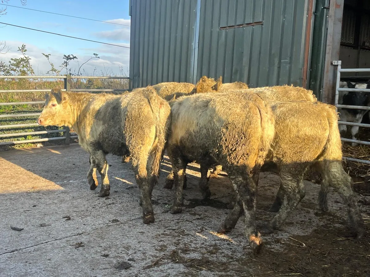 10 super  450kg charlaois store heifers - Image 1