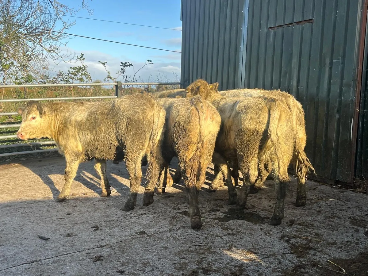 10 super  450kg charlaois store heifers - Image 2