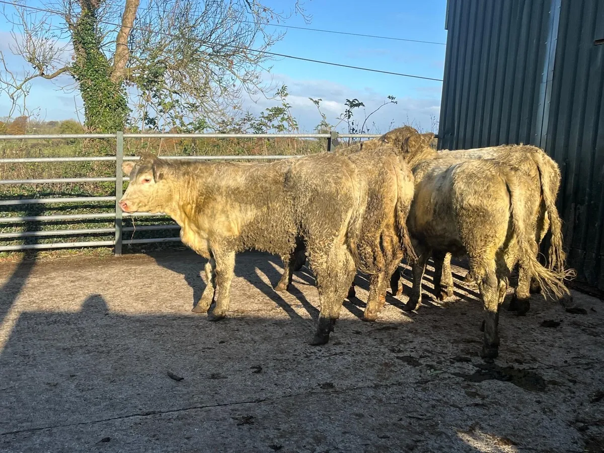 10 super  450kg charlaois store heifers - Image 3