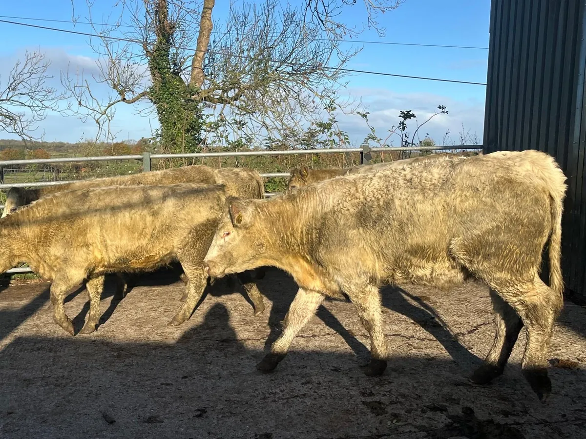 10 super  450kg charlaois store heifers - Image 4