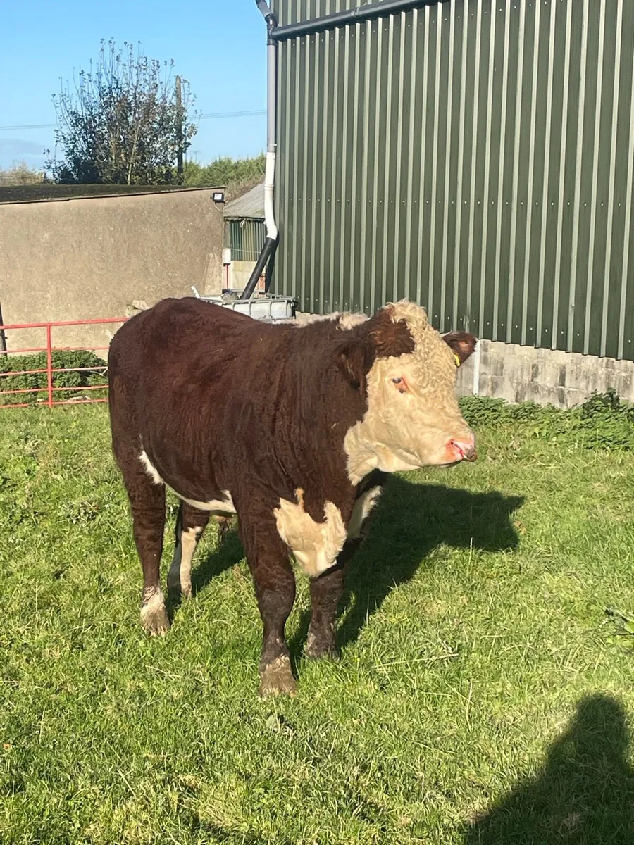 Hereford Bull - Image 1