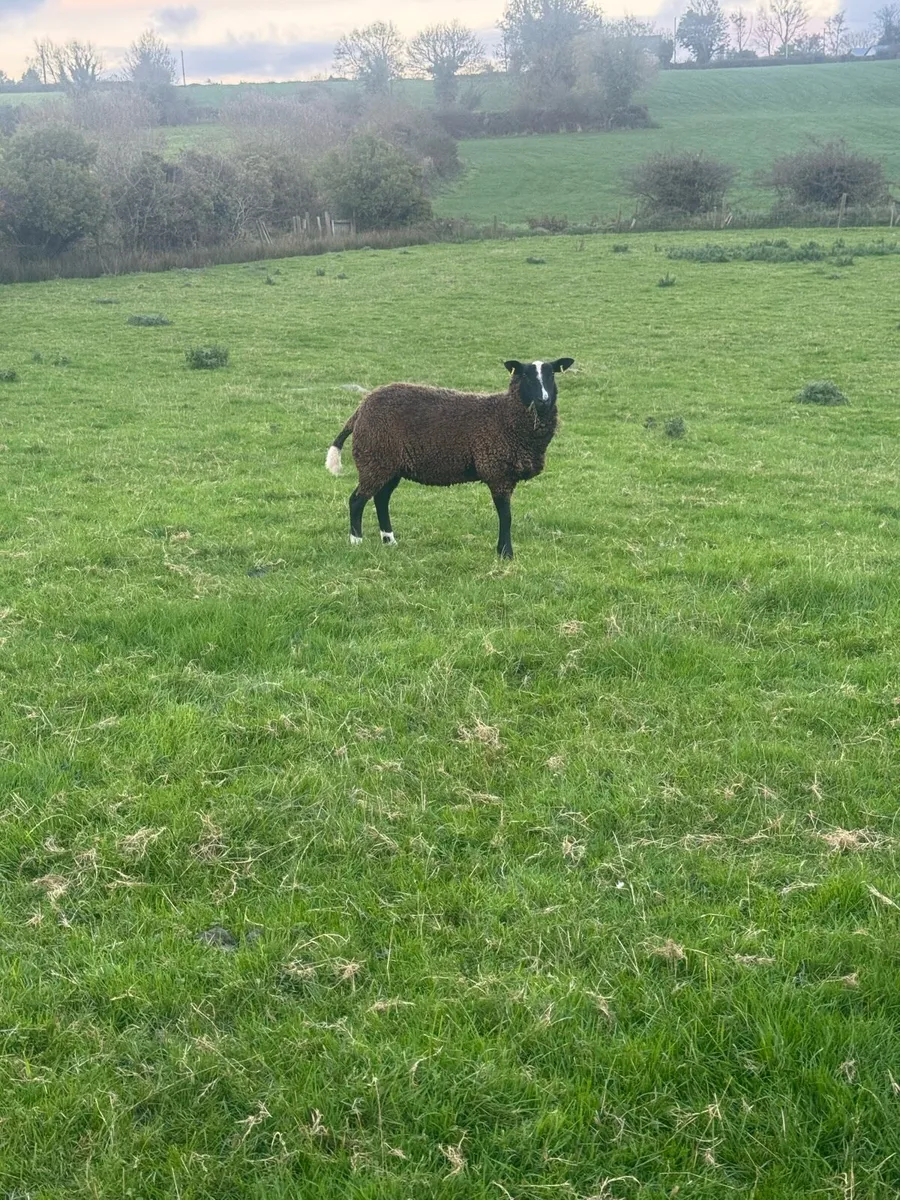 Inlamb Pedigree zwartble hoggets - Image 1