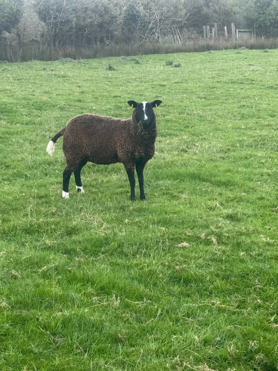 Inlamb Pedigree zwartble hoggets - Image 2