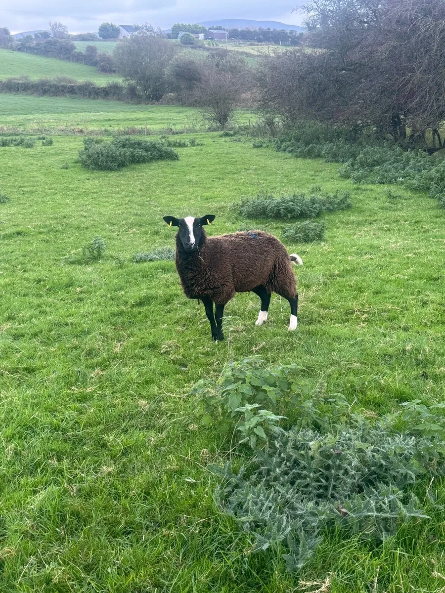 Inlamb Pedigree zwartble hoggets - Image 3