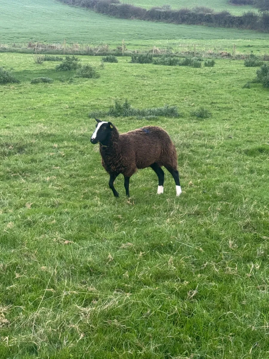 Inlamb Pedigree zwartble hoggets - Image 4