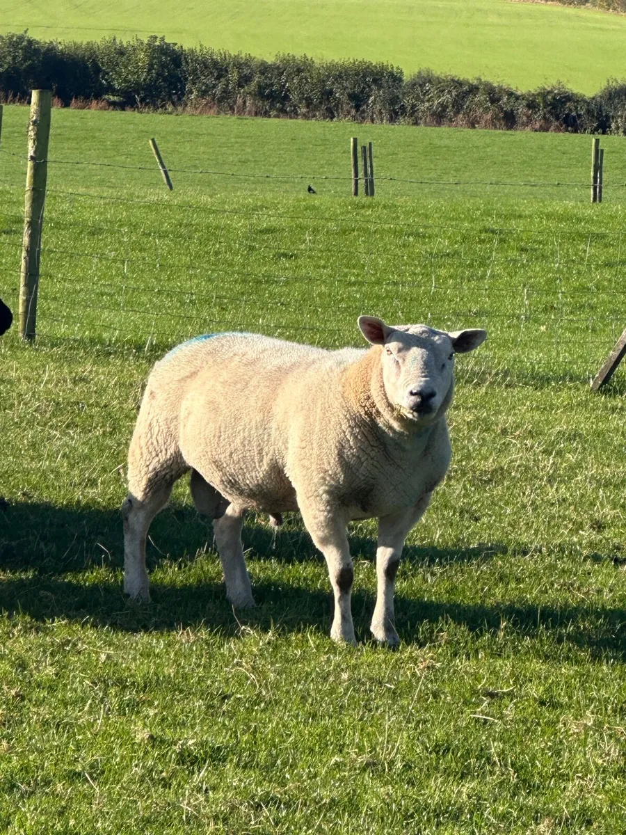 Texel Cross Ram - Image 1