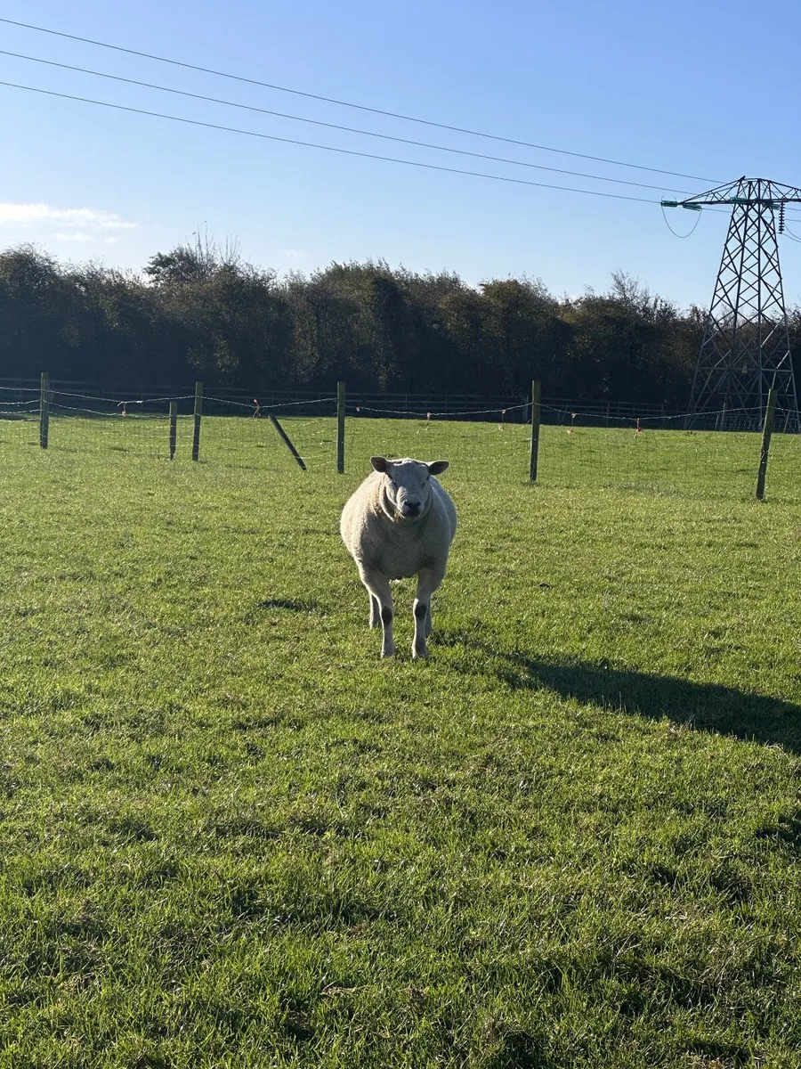 Texel Cross Ram - Image 2